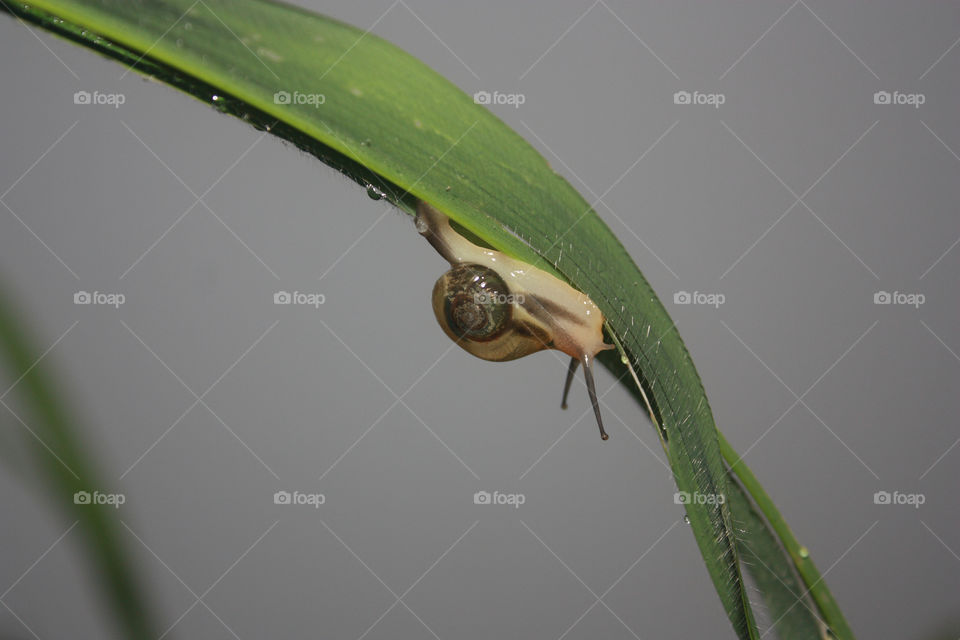 snail on leaf