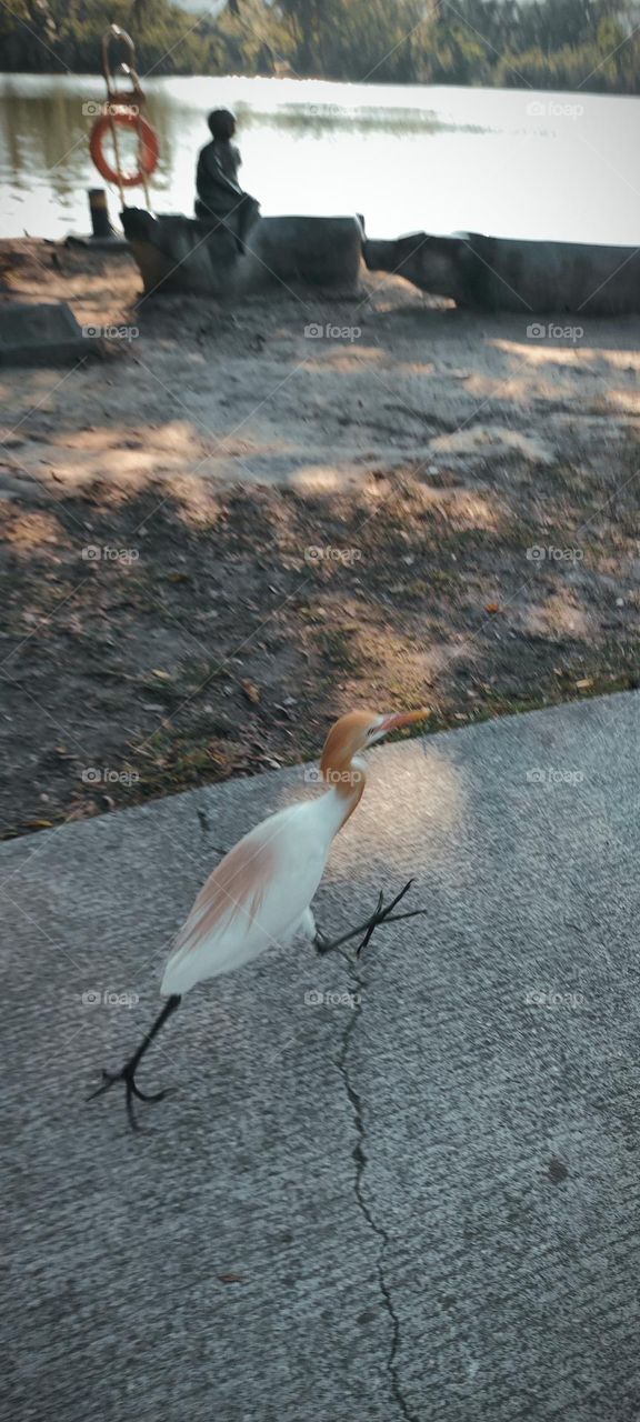 The egret runs, and I run for a photo.