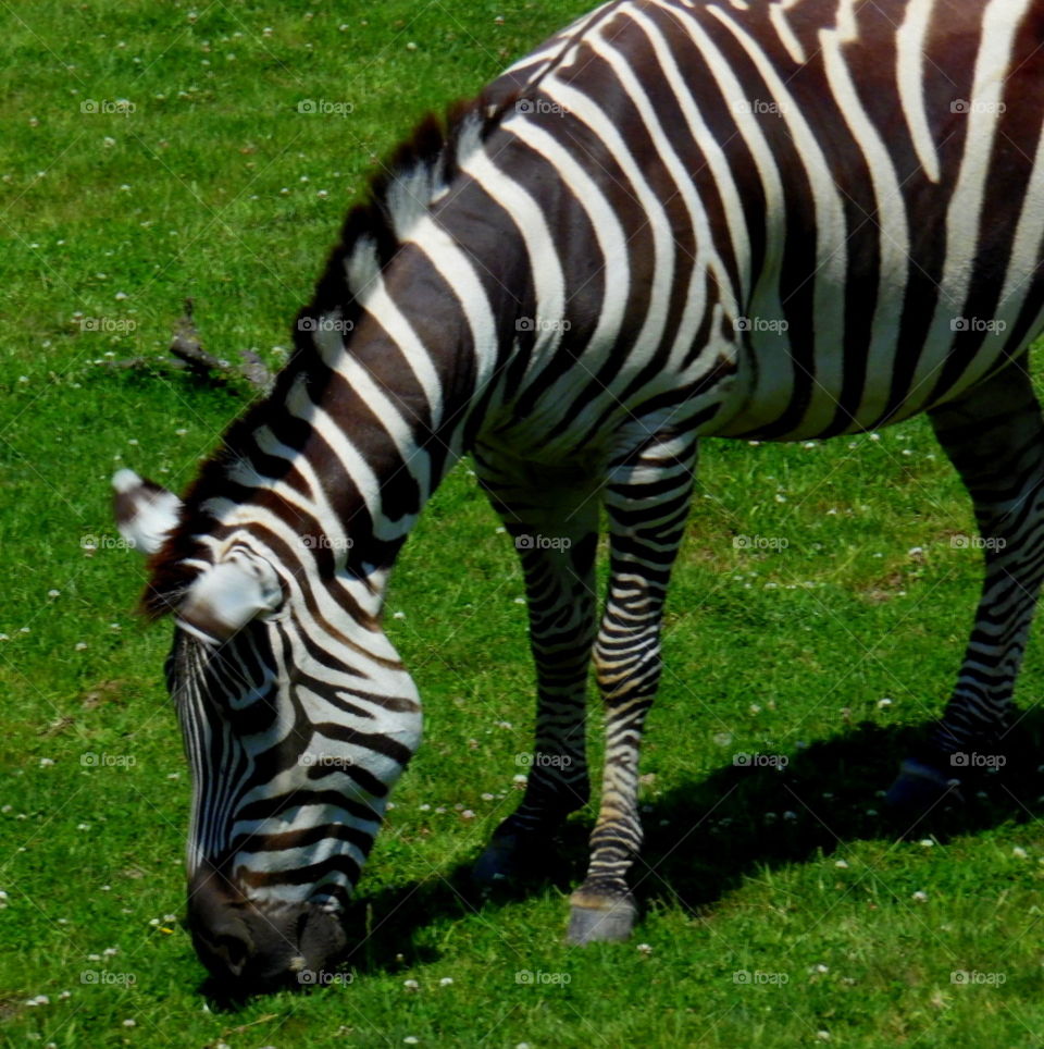 This is a zebra eating grass on a warm sunny summer day at the Indianapolis Zoo in Indiana.