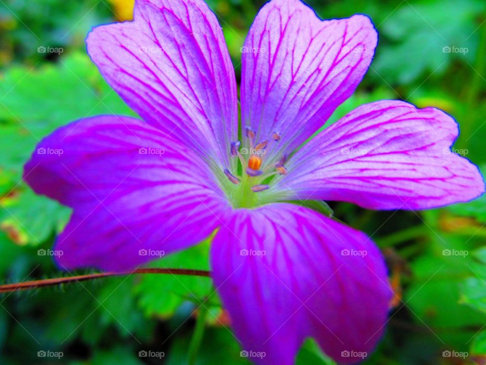 Purple backyard flower