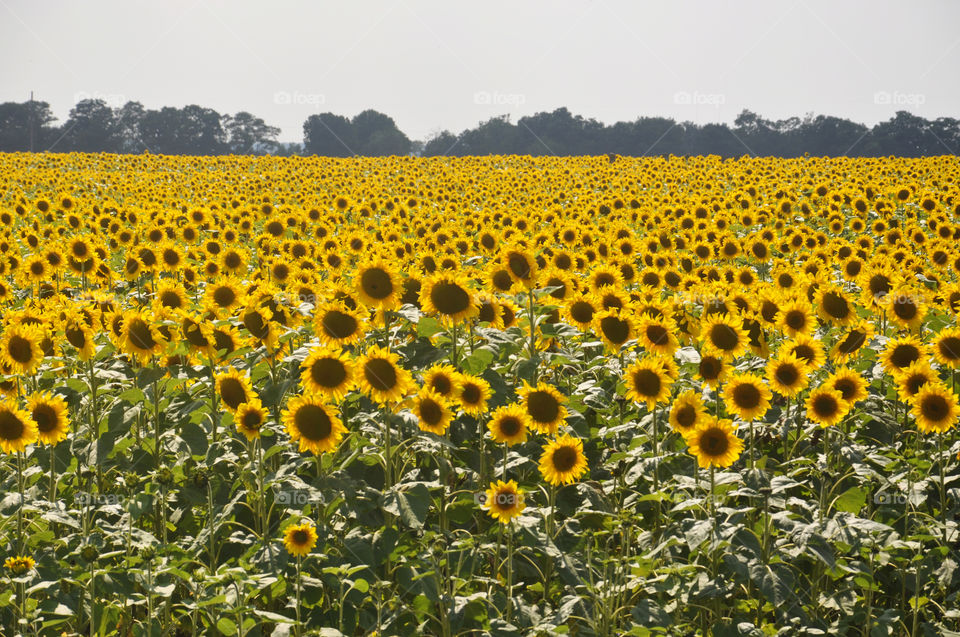 Sunflower field near kiev 