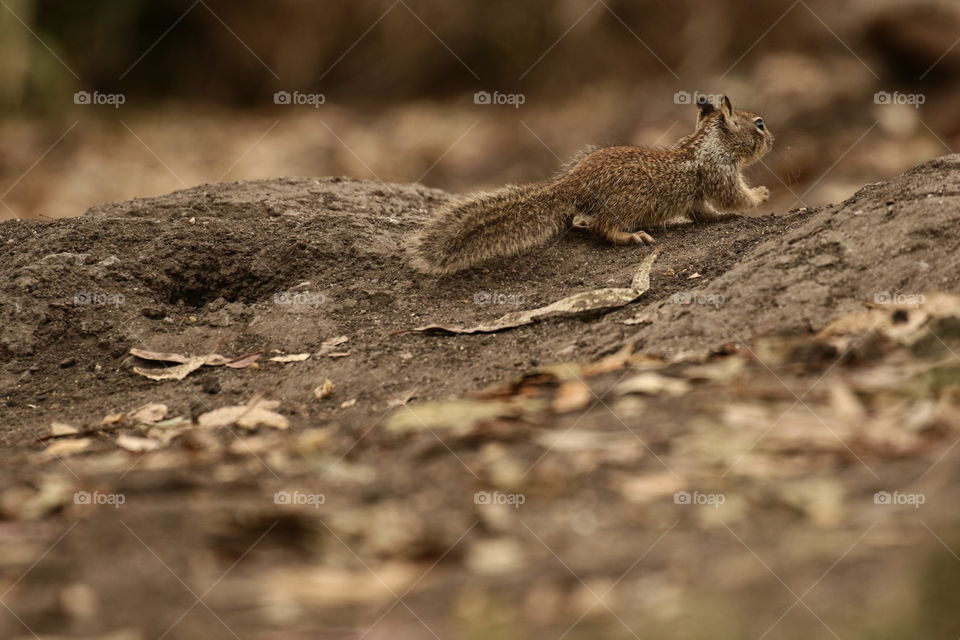 Baby squirrel on the run