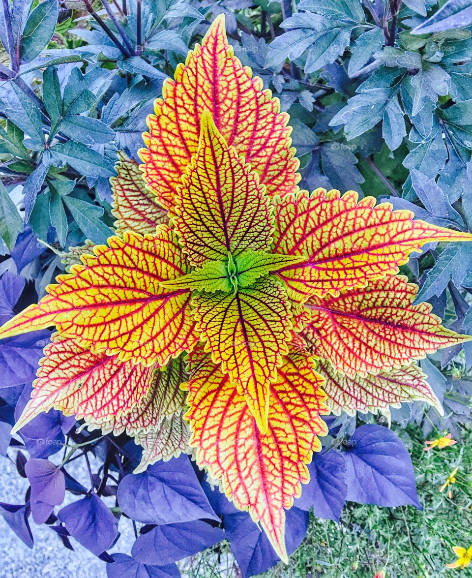 High angle view of leaves