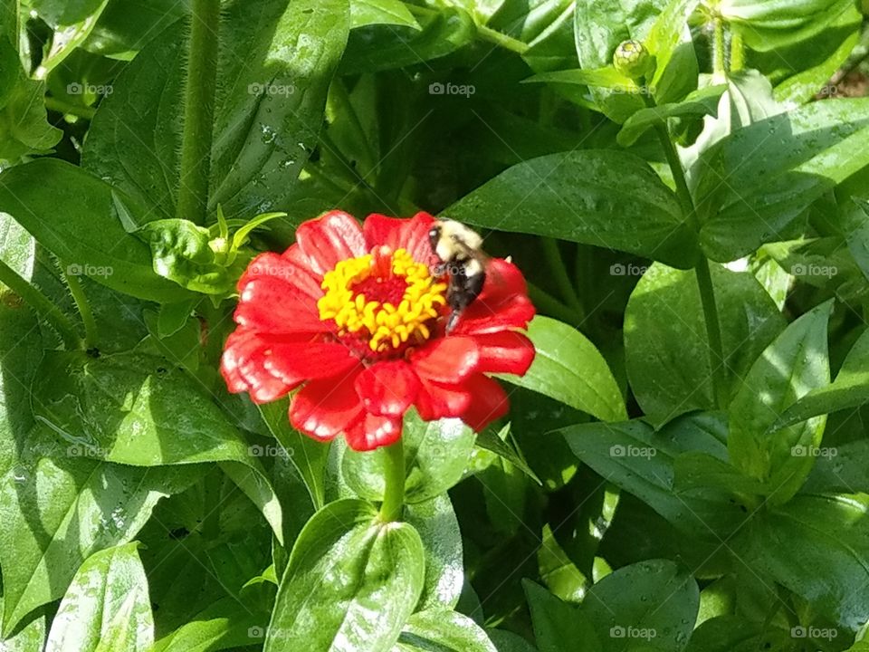 Queen Bee seems to be adding yellow touch to flower
