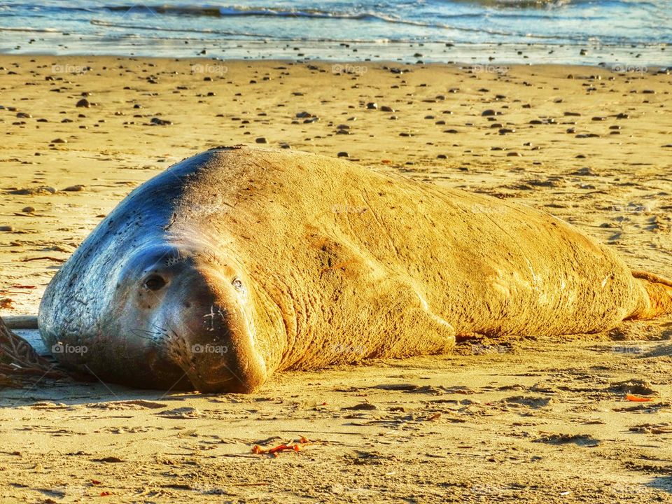 Juvenile Male Elephant Seal. Elephant Seal On The California Coast
