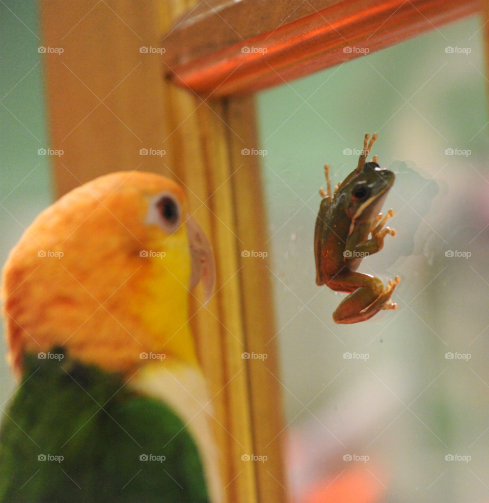 fun window bird pet by lightanddrawing