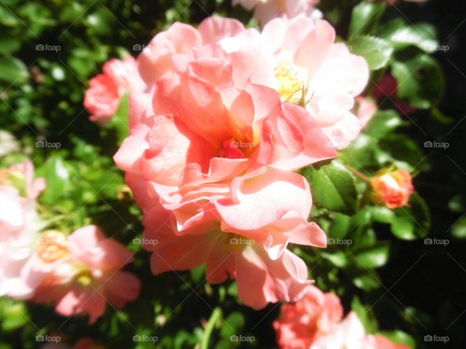 pink flowers 💐. This is a picture of a pink flower 🌸 that is growing in my back 🔙 yard
