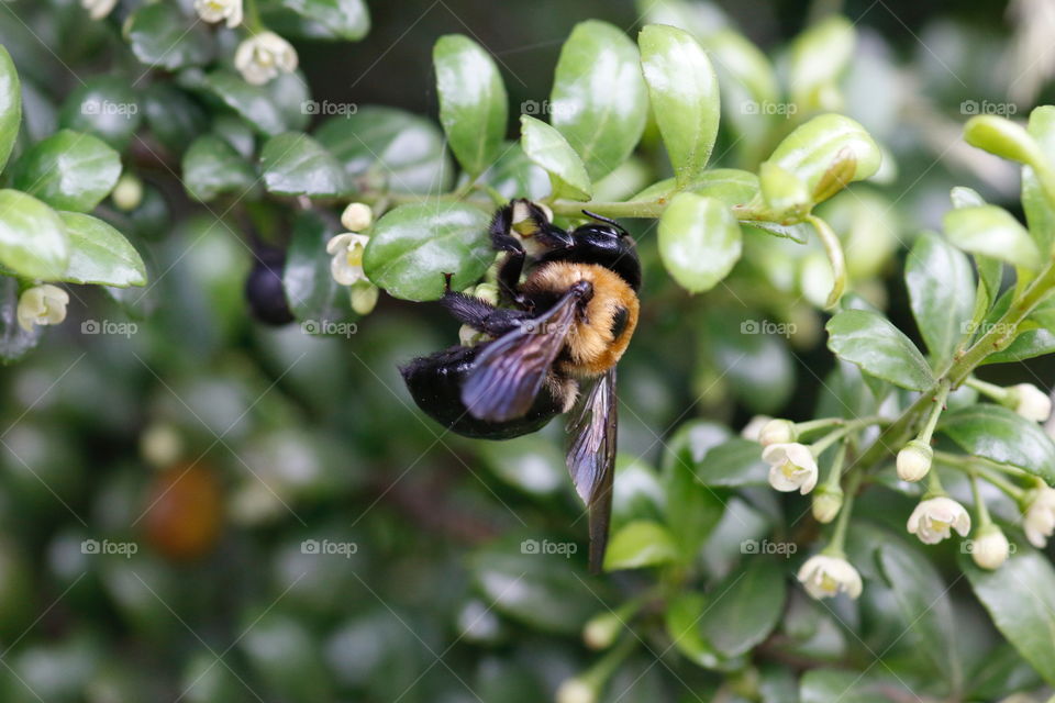 Bee