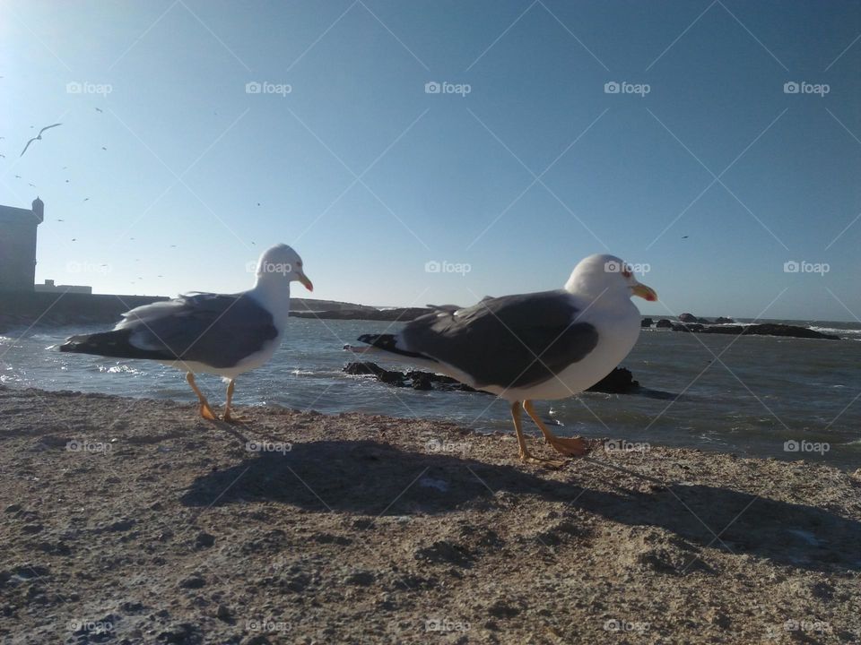 Two seagulls on wall near the beach at essaouira city in Morocco