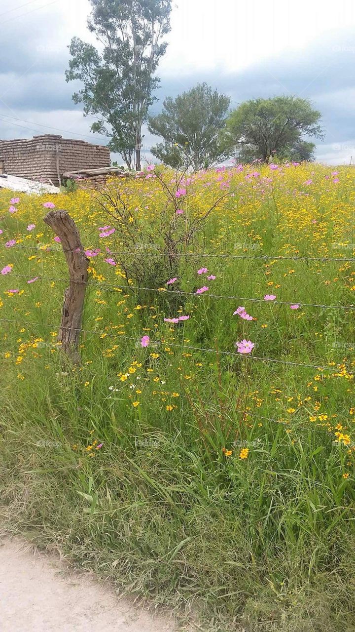 Ermosas flores del campo