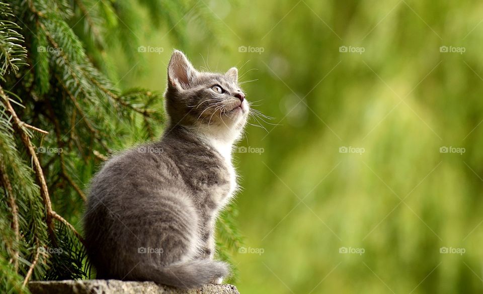 cat looking at sky