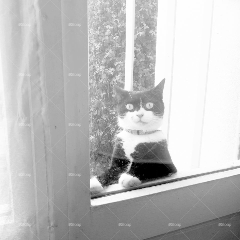 My cat wants to go home