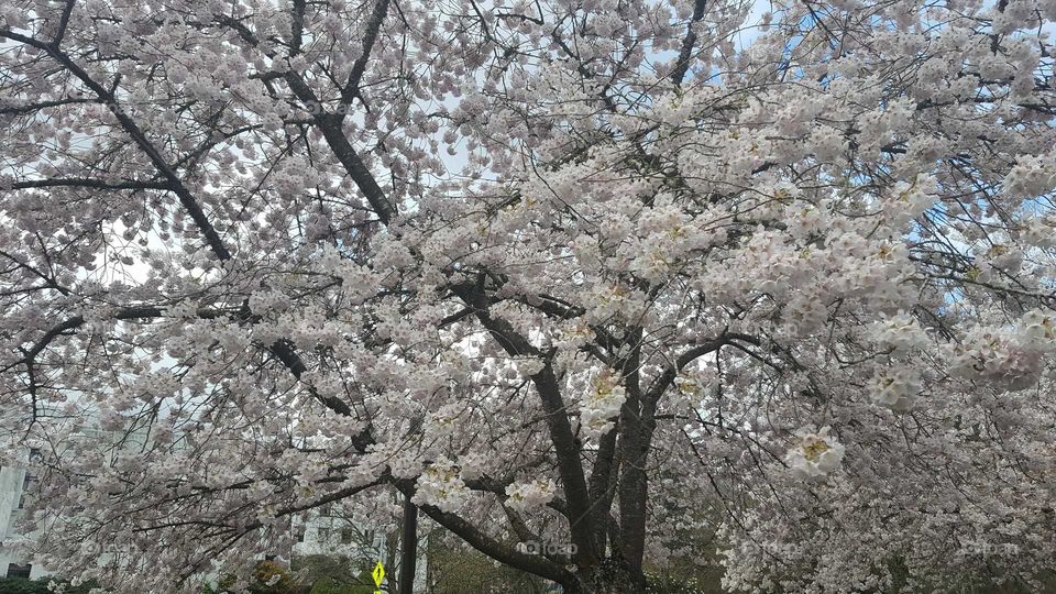 these cherry trees are lovely to sightseeing.
