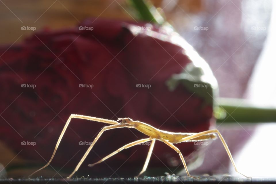 "playing mantis", "insect ", "pet", "camouflage"