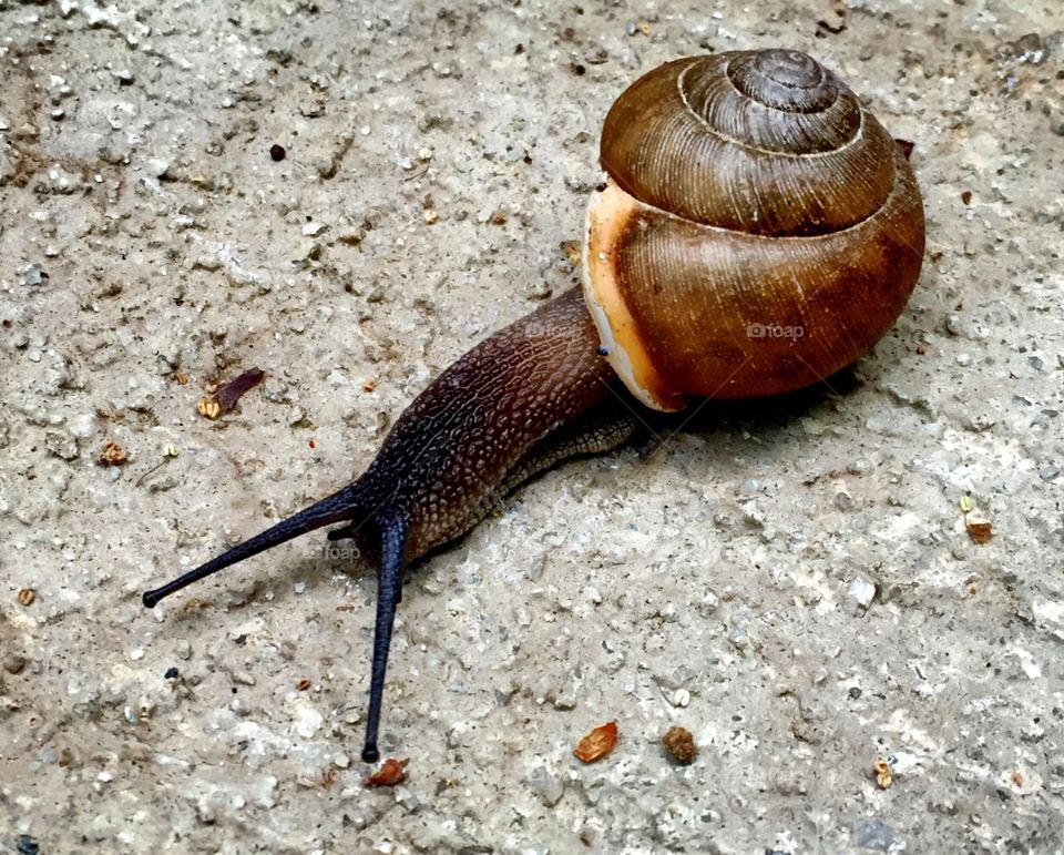 Snail on a Mountain
