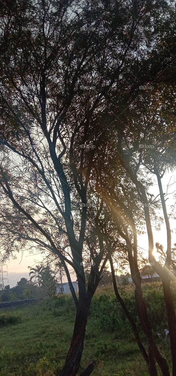 The sunshine and tree 👀❤️✨