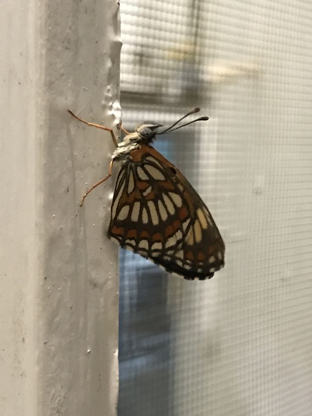 Nocturne butterfly!