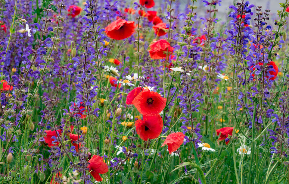 Colorful flowers in the centre of Luxembourg.