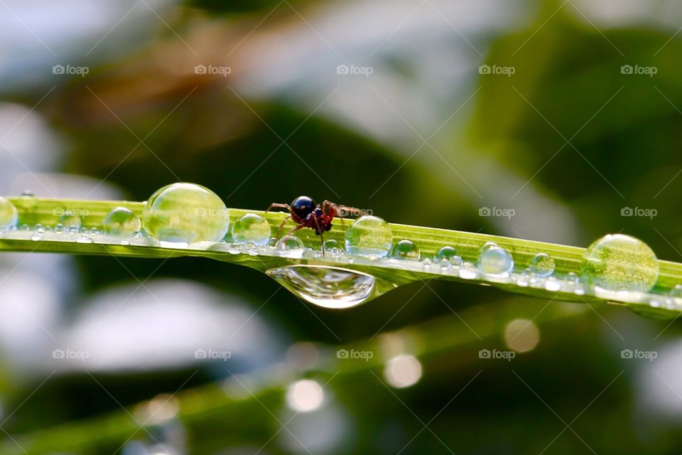 Water drops