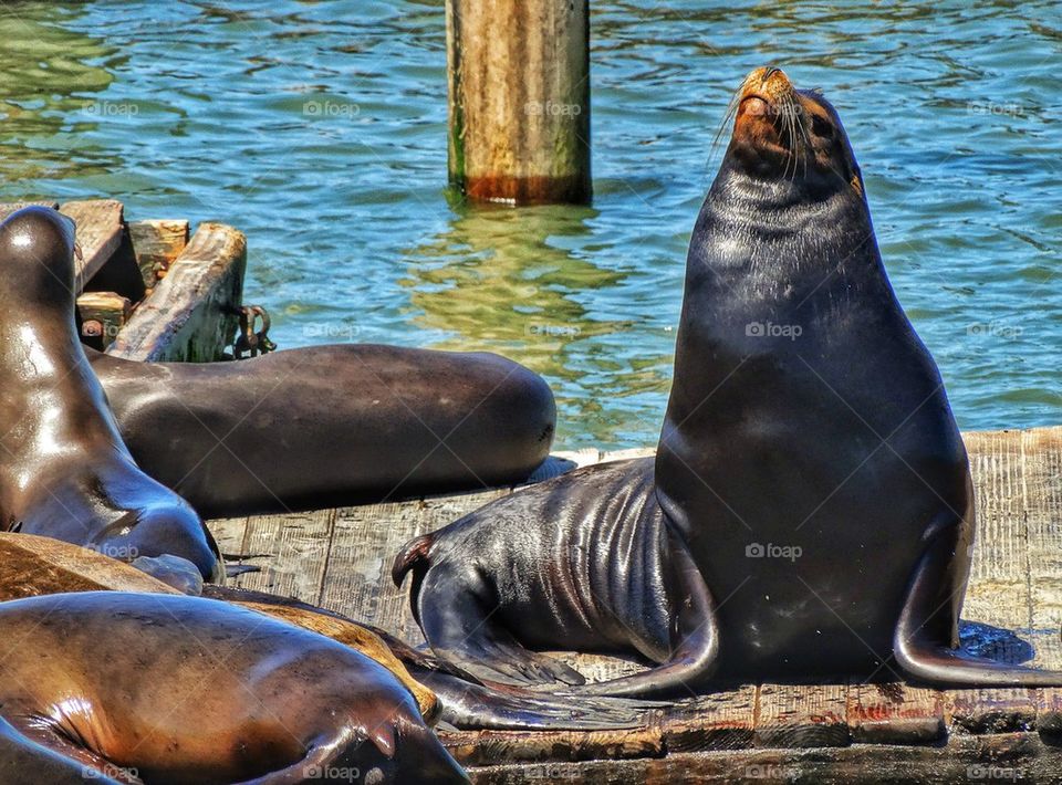 Seal basking in the sun