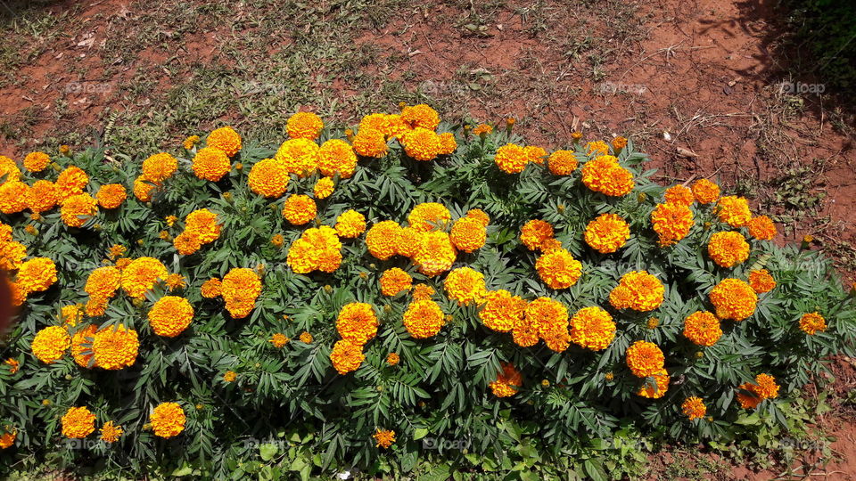 Flower, No Person, Flora, Leaf, Floral