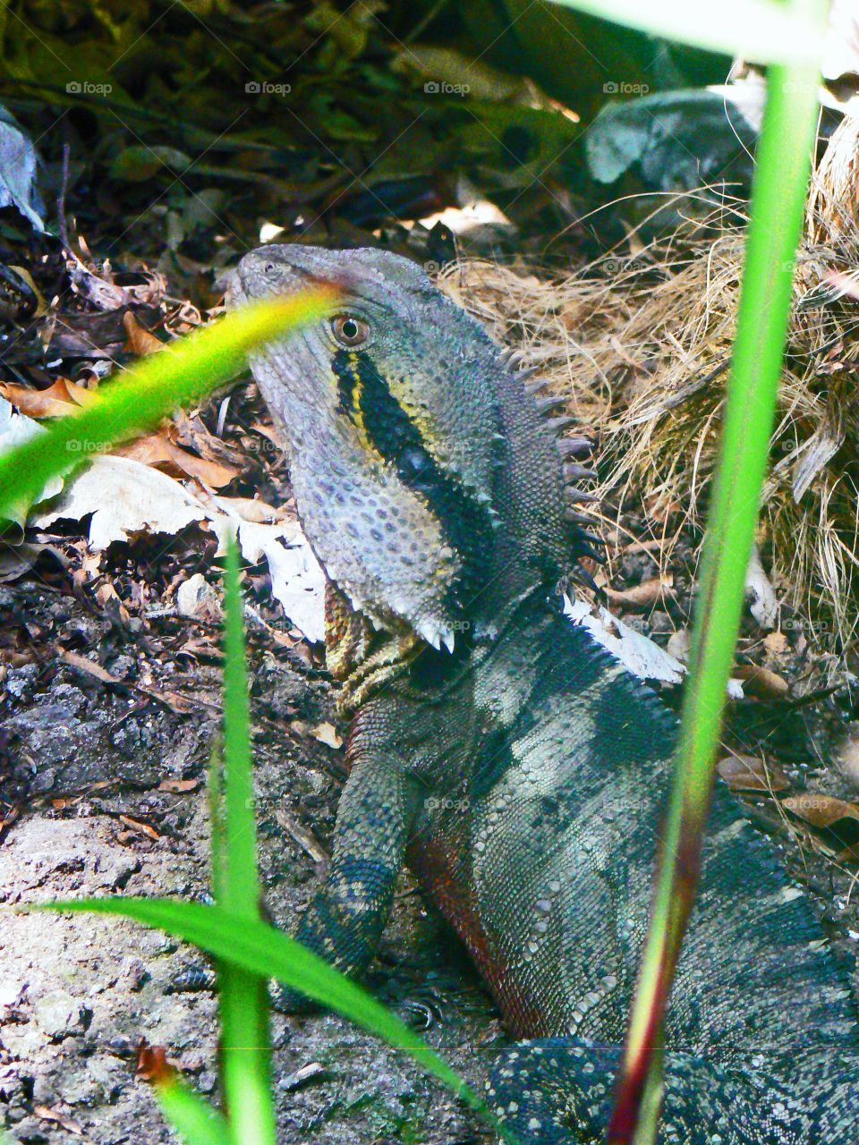 Some kind of lizard , seen in Brisbane, Australia