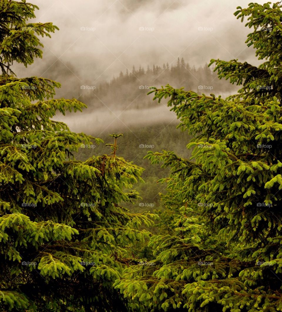 Close-up of trees in forest