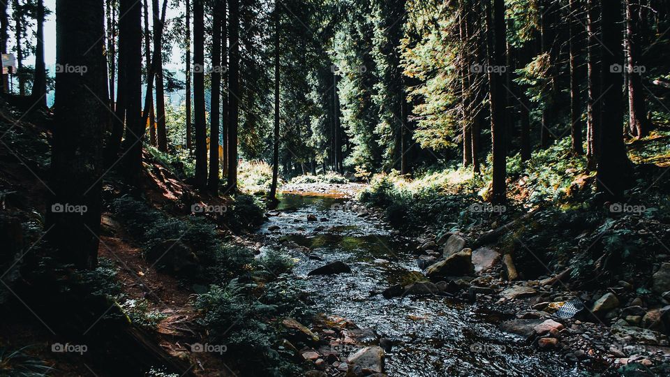 Mountain river in a coniferous forest.