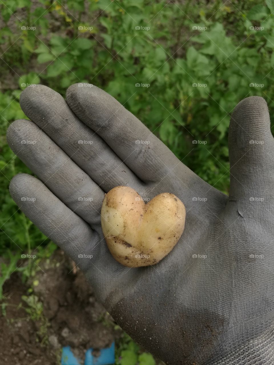 Potato in heart shape