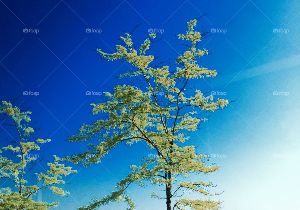 Chicago Series: Budding Trees