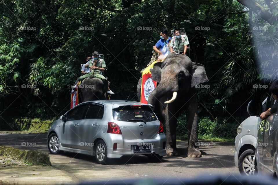 Viewing the animals from inside the car in the safari Park On a Sunny Summer Day, natural lighting.