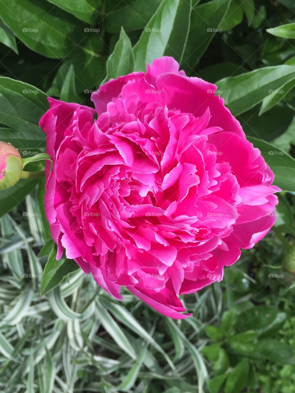 Peony