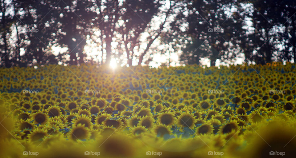 Sunflower field. Grinter Farm sunflower field in Kansas