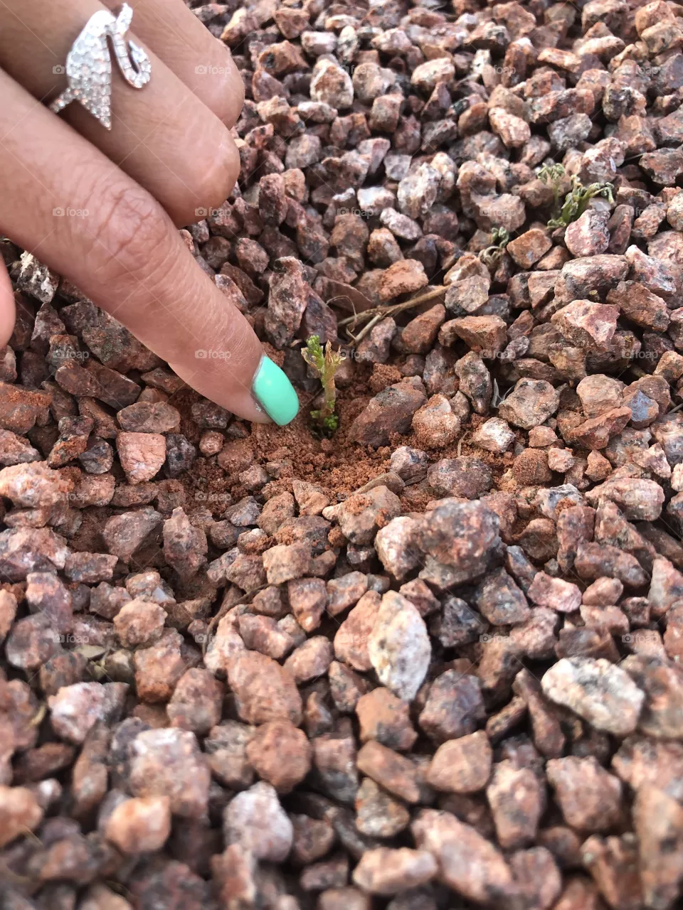 Tiny tree