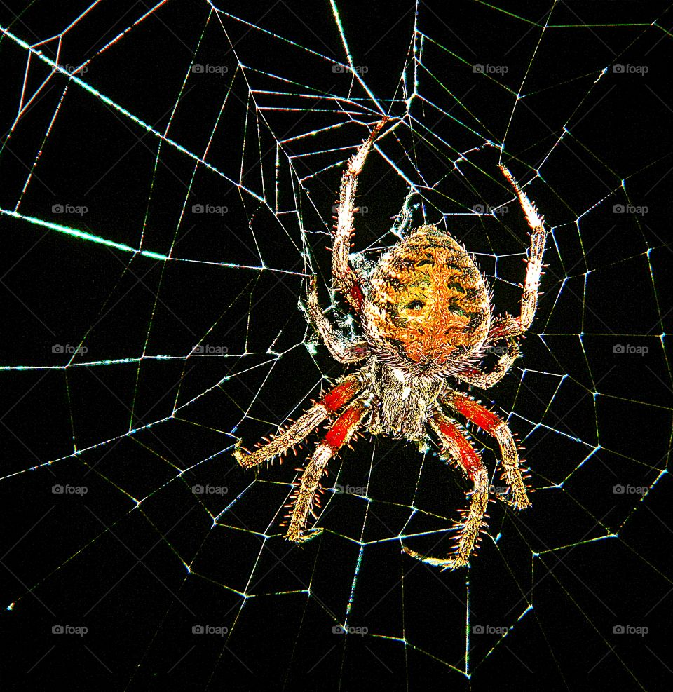 Females Orb Weavers are often considerably bigger than males and have large spherical abdomens.  Although Orb Weavers have 8 eyes, their vision is not good