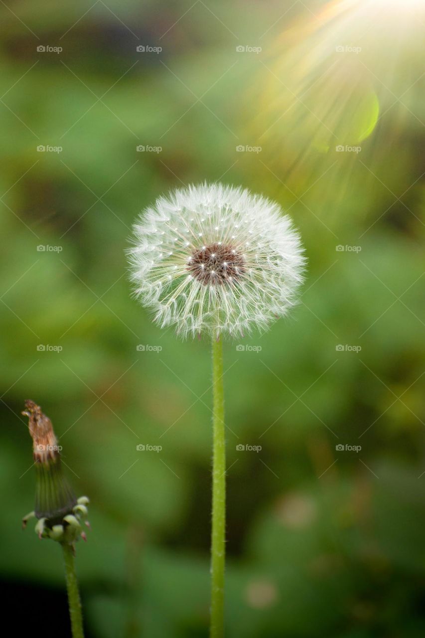 Taraxacum Officinale Weber🌱