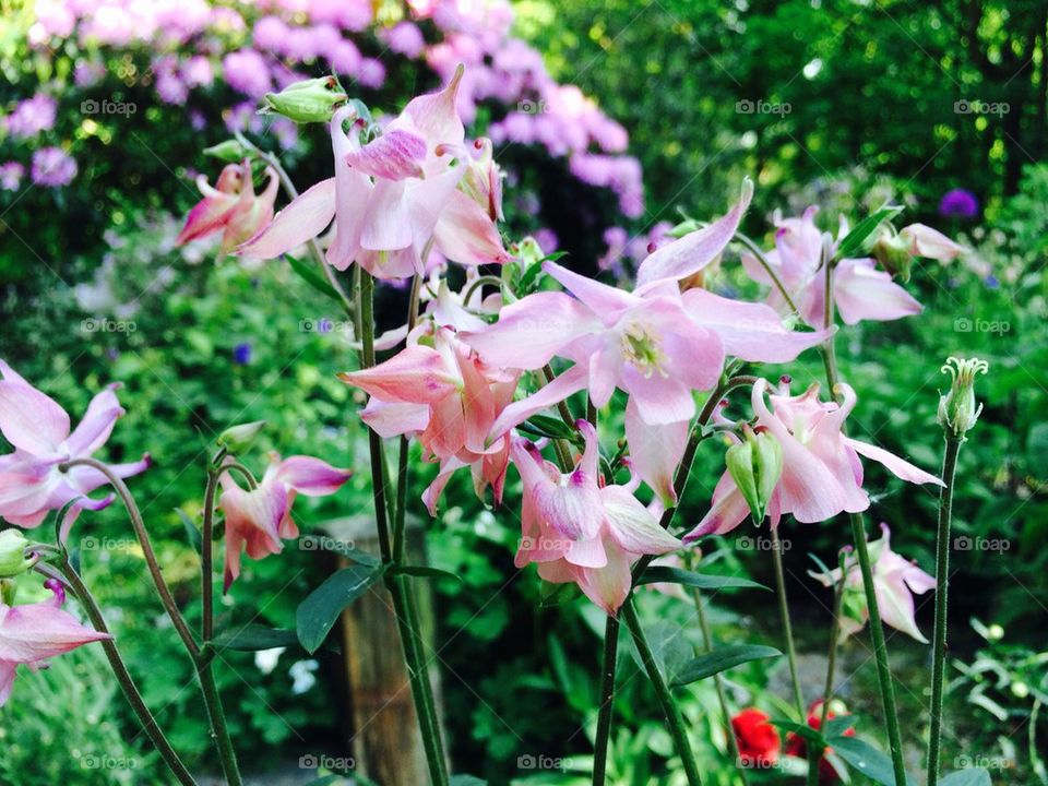 Pink flower