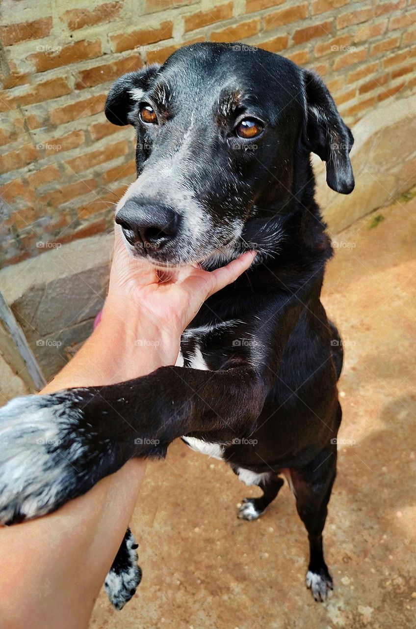 The dog is the most adorable pet, it brings with it the greatest amount of love and affection that we can have!