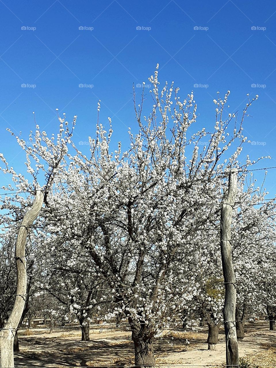 árboles en primavera