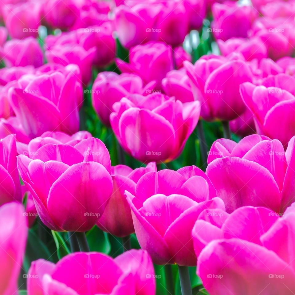 Pink tulips 