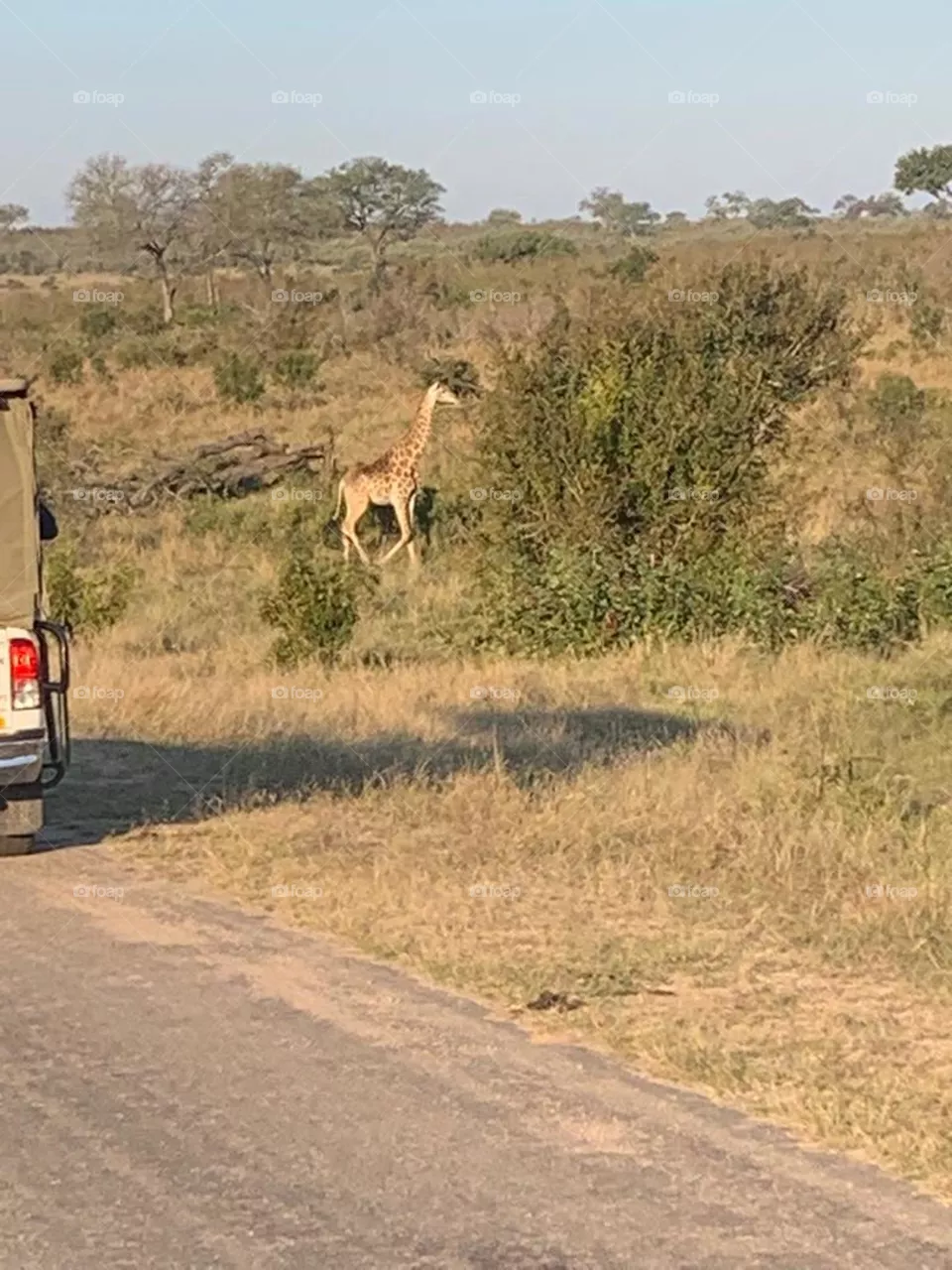 Giraffe