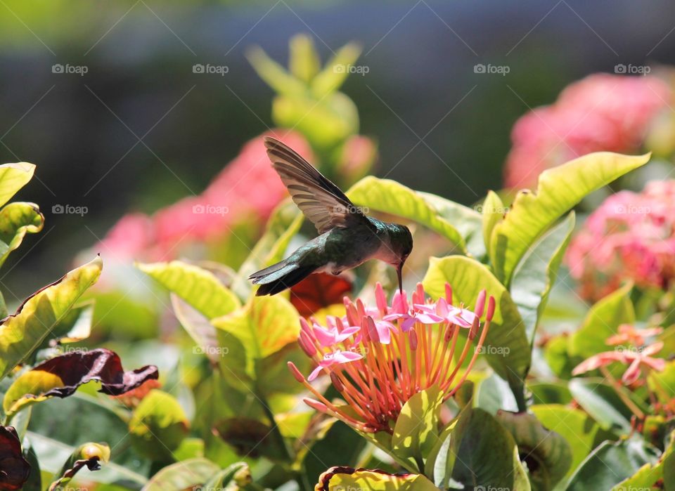 Green emerald humming bird hummingbird in flight collecting feeding on nectar 