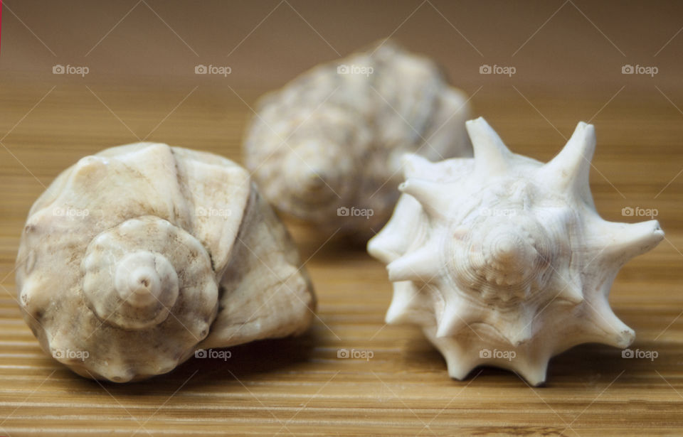 seashells