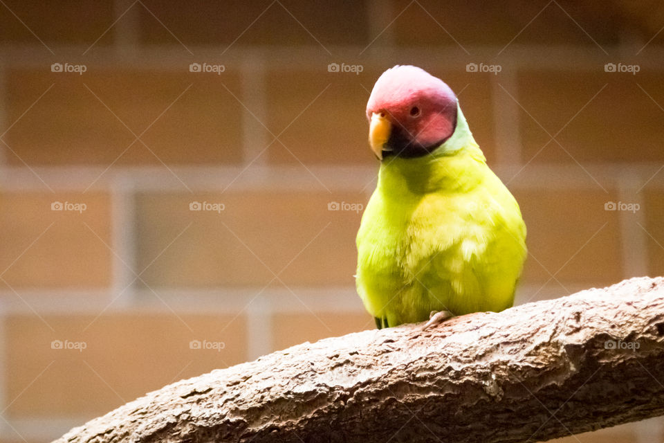 Green Parrot
