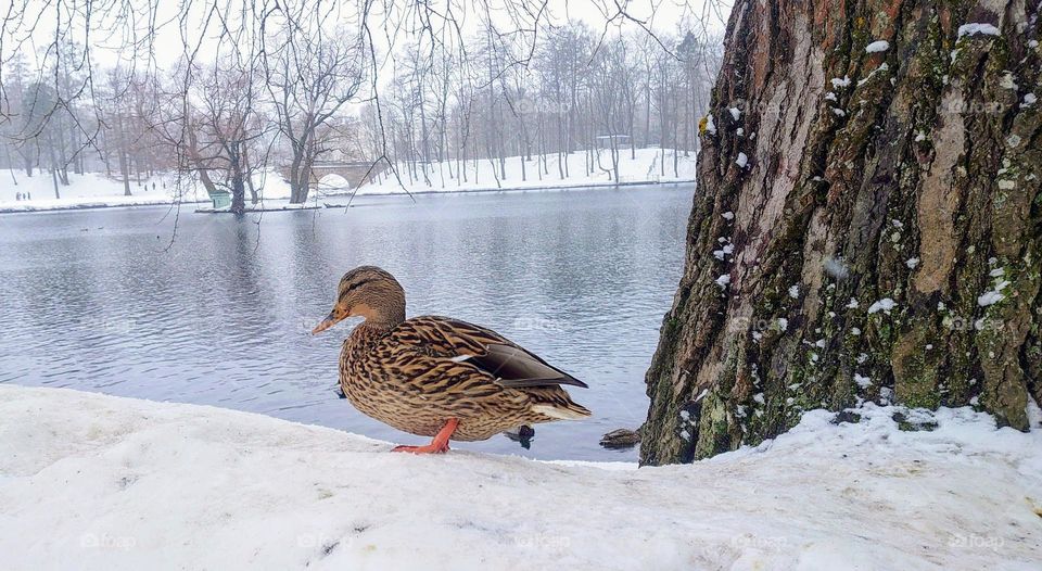 Winter time ❄️🦆 Snowfall ❄️🦆 Landscape ❄️🦆