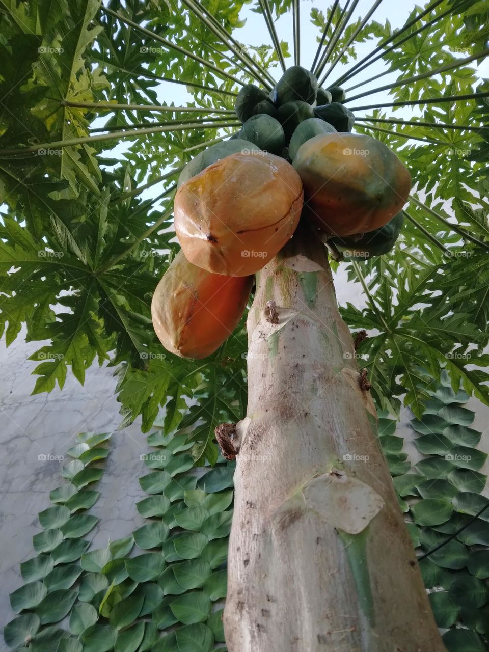 Papaya tree bears fruit in my garden