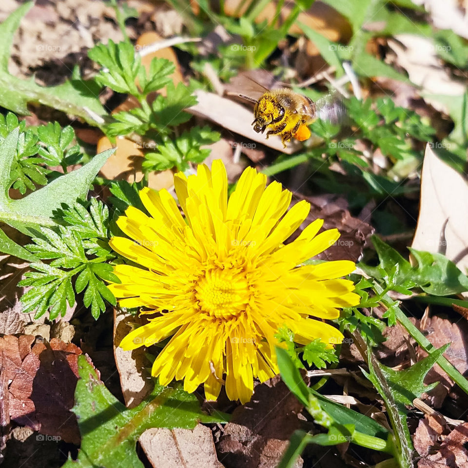 Buzzing Bee landing on a yellow flower!