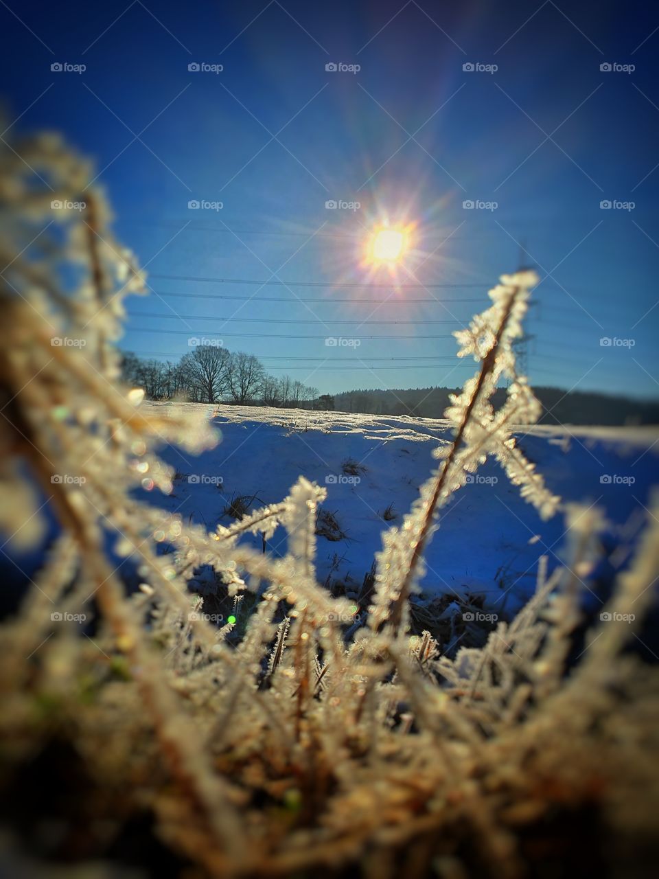 ice flowers winter scene
