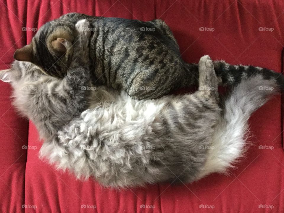 Two of our three cats Leo and Tusse. Both had a rough start living outdoors and not being cared for. We have adopted all cats and they are adorable both to people and to each other. 😻😻😻😻😻