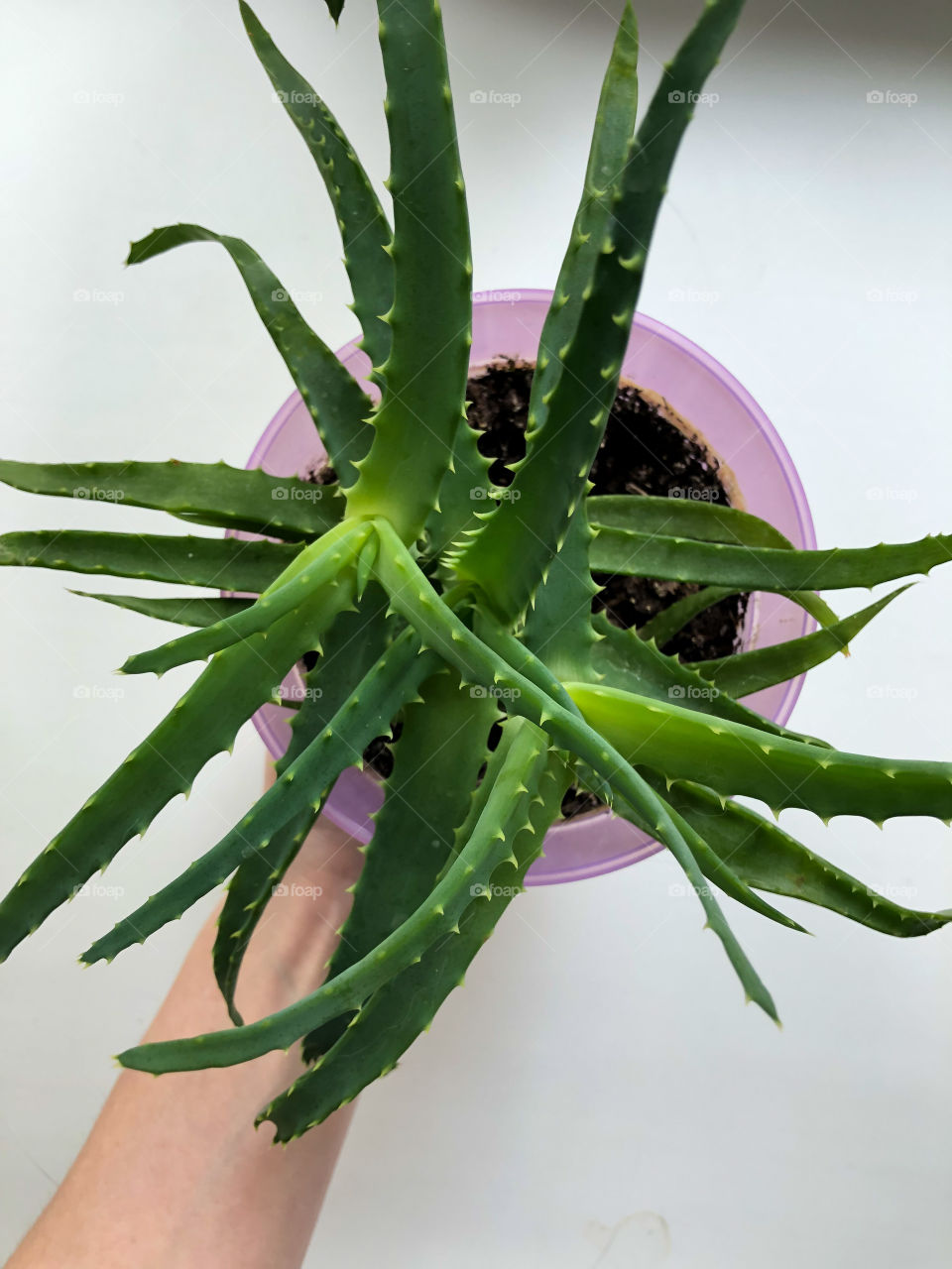 Мой лекарственный цветок